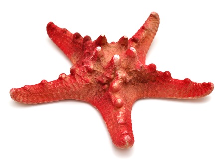 Red sea star isolated on white backgroundの写真素材