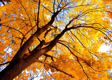 Autumn background