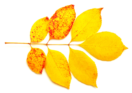 Yellow leaves isolated on white backgroundの写真素材