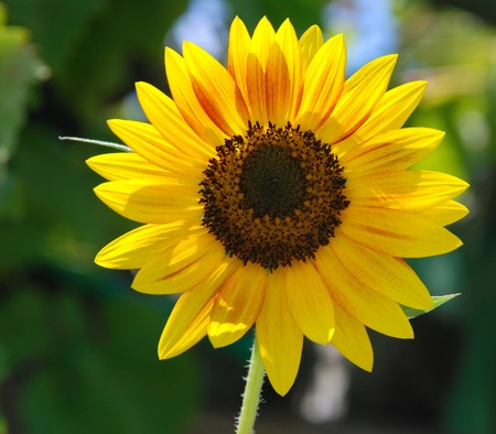 Beautiful sunflower in the fieldの写真素材