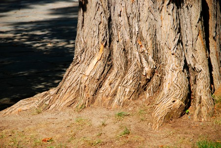 Beautiful tree barkの写真素材