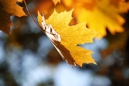 Yellow maple leafの写真素材