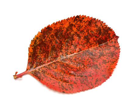 Leaf isolated on a white backgroundの写真素材