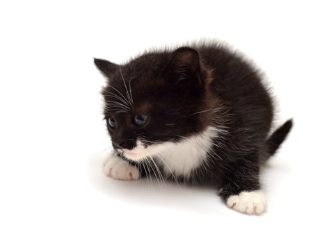 Little kitten isolated on white backgroundの写真素材