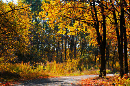 The path and yellow trees