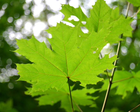 Green maple leaf in the forest