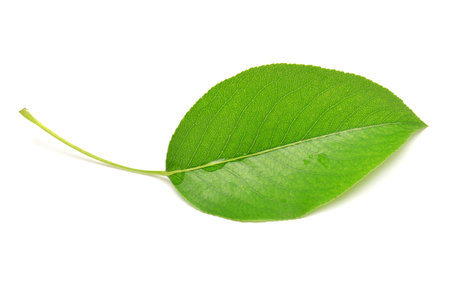 Single isolated leaf on a white background