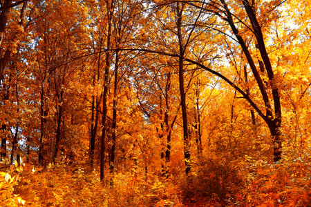 Autumn landscape