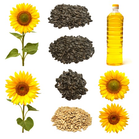 Collection sunflower, sunflower seeds and a bottle isolated on white backgroundの写真素材