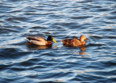 A covey of wild duck is in the riverの写真素材
