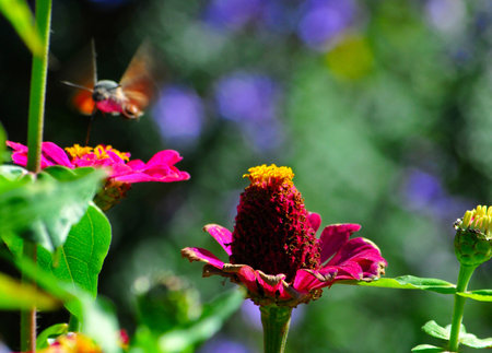 Red daisy and bee on the grass backgroundの写真素材