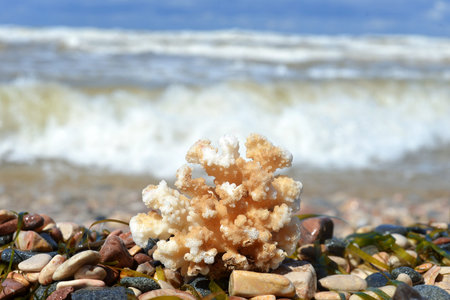 Starfish and shells on the sandの写真素材