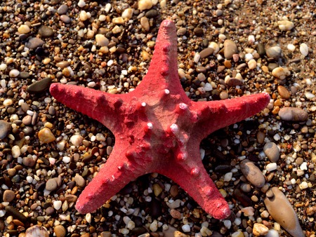Starfish and shells on the sandの写真素材