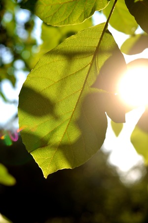 Walnut leaf at sunsetの写真素材