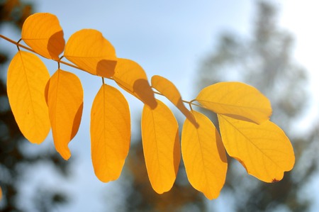 Branch with yellow leaves against the sunlightの写真素材