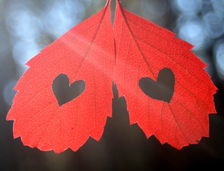 Two autumn leaves with heartの写真素材
