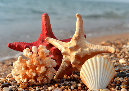 Starfish and shells on the sandの写真素材