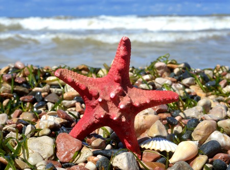 Starfish and shells on the sandの写真素材