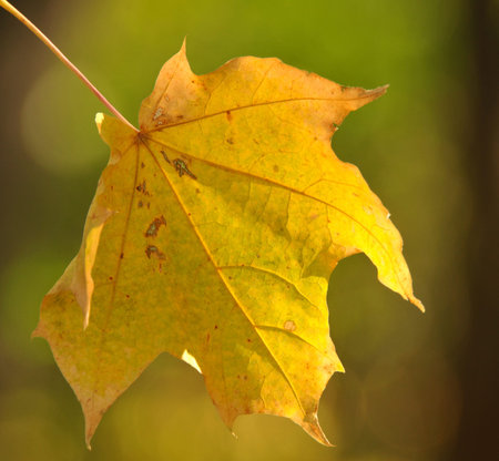 One yellow dry maple leaf closeup