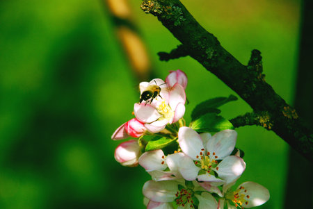 Bee pollinating flowering tree