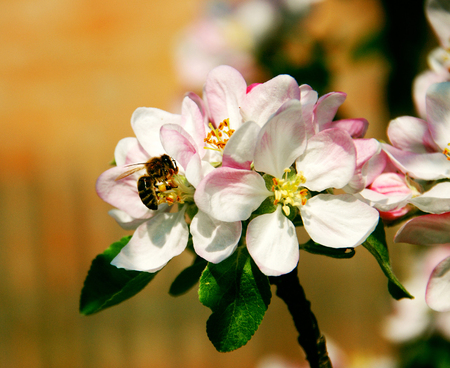Bee pollinating flowering treeの写真素材