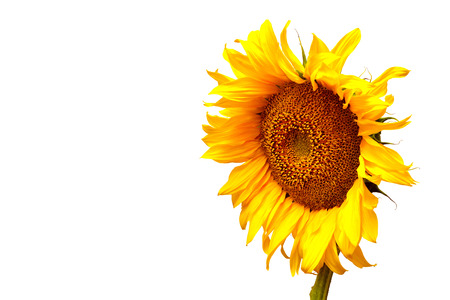 Sunflower isolated on white backgroundの写真素材