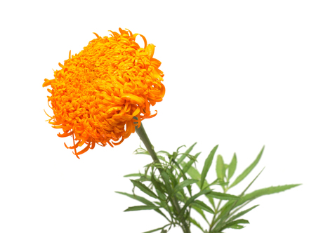 Flower marigold isolated on white background. Flat lay, top viewの写真素材