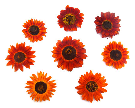 Wreath frame with red sunflowers isolated on white background. Petals, macro. Greeting card. Flat lay, top view. Flowersの写真素材