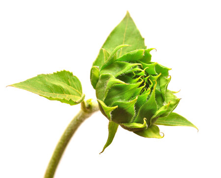 Closed sunflower isolated on white backgroundの写真素材