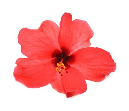 Pink hibiscus isolated on white backgroundの写真素材