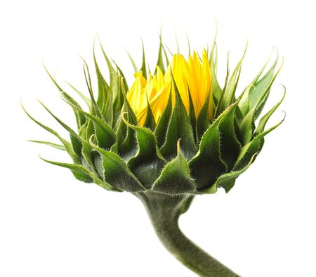 Closed sunflower isolated on white background. Flower. Flat lay, top viewの写真素材
