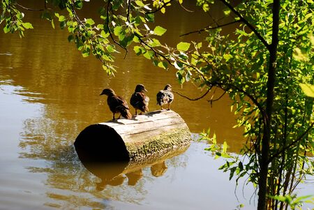 Young wild ducks sit on a stump in the riverの写真素材