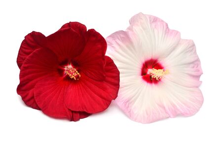 Two pink and red hibiscus flowers isolated on white background. Flat lay, top view. Macro, objectの写真素材