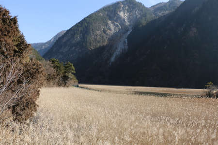 Reed Seaの写真素材