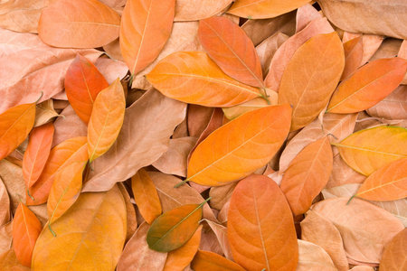 The fallen leaves scattered around, good for background or design element.の写真素材