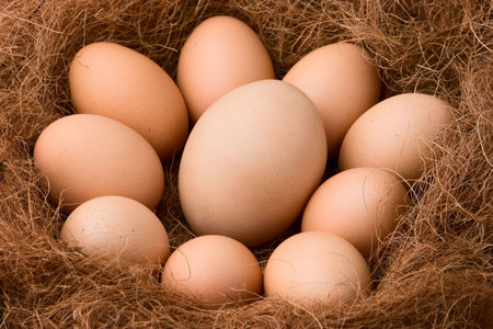 One big egg between the smaller ones in nest.