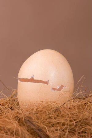 An empty cracked egg shell in the nestの写真素材