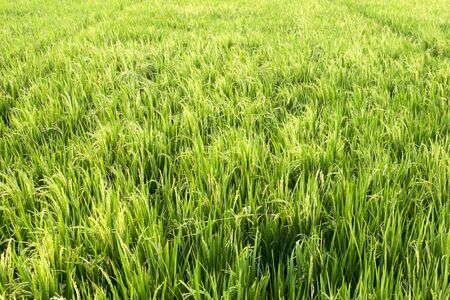 Organic rice field almost reach harvest time.の写真素材