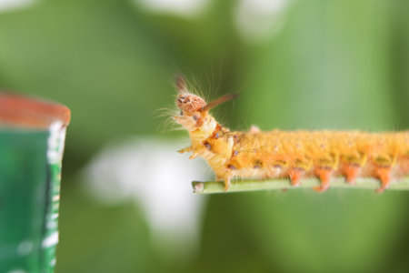 Caterpillar walking along the stick, PS : blur movement of the caterpillar and shallow depth of...