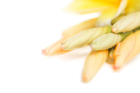 A group of unbloom frangipaniの写真素材