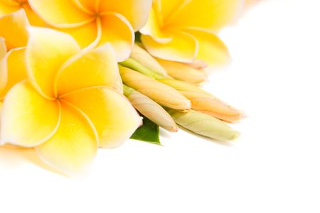 Arrengement of frangipani flowerの写真素材