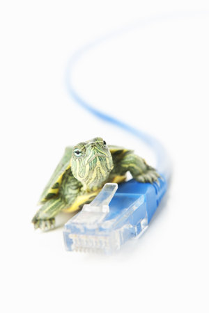 Turtle on LAN cable for slow internet connection, with lot of copy space