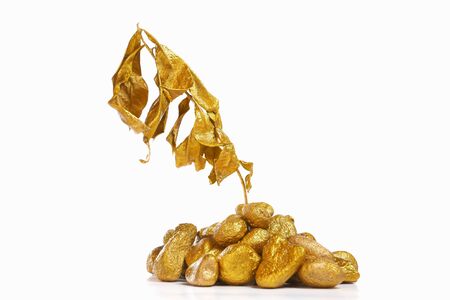 Dry golden plant, a concept for mistreating the good investment can cause such a lossの写真素材