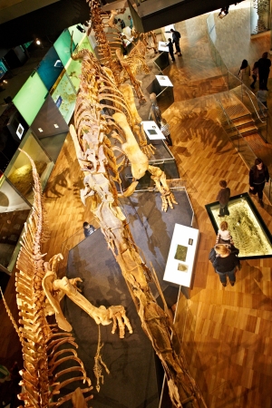 Melbourne, Australia - April 10th, 21012 : Dinosaur's bones inside Melbourne Museumのeditorial素材