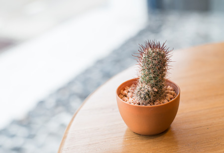 cactus on wooden table decorationの写真素材