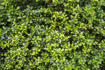 green plant background