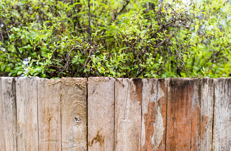 green grass and leaf plant over wood fenceの写真素材