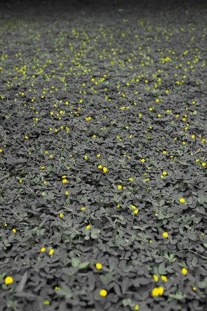 close-up of yellow flowers , focus on middleの写真素材