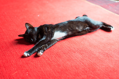 black cat sleep on red backgroundの写真素材