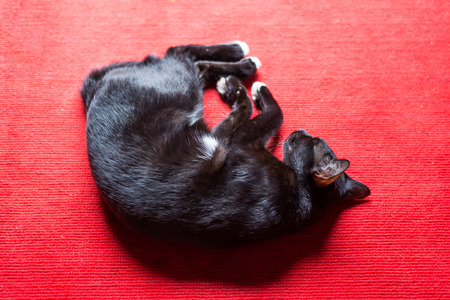 black cat sleep on red backgroundの写真素材